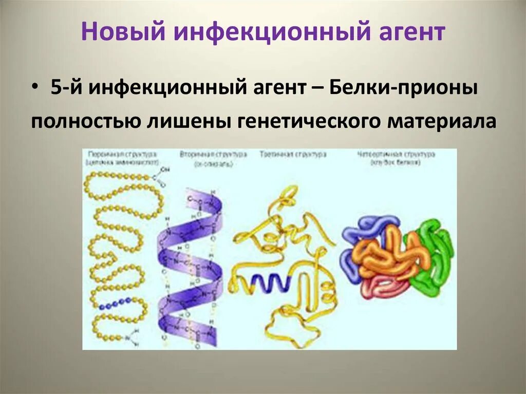 Прионы схема. Белки прионы прионные заболевания. Прионы - инфекционные белковые частицы. Прионы строение биохимия. Белки прионы прионные заболевания.