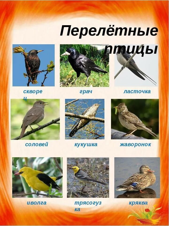 Птицы россии список. Певчие перелетные птицы Пермского края. Перелет птиц. Перелётные птицы названия. Перелетные птицы для дошкольников.