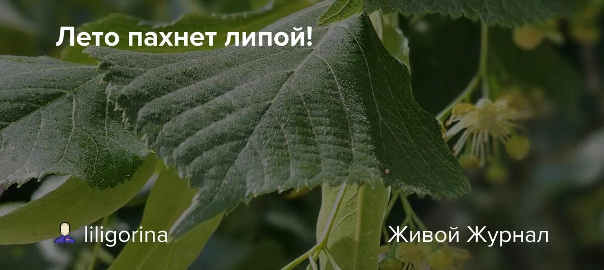Запах лета стихи. А лето пахнет картинки. Лето пахнет огурцами стихи. Утренняя роса на траве. Луг в солнечных лучах.