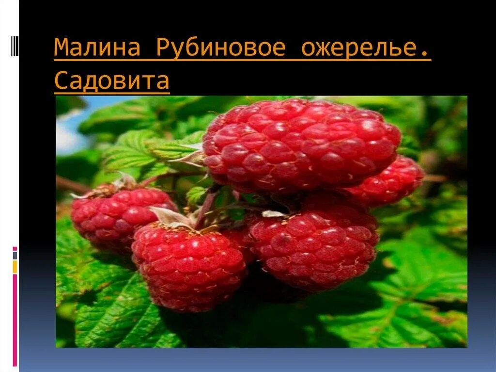 Малина сорт гигант рубиновый. Малина сорт рубиновое ожерелье. Характеристика малины рубиновое ожерелье. Малина рубиновое ожерелье описание сорта