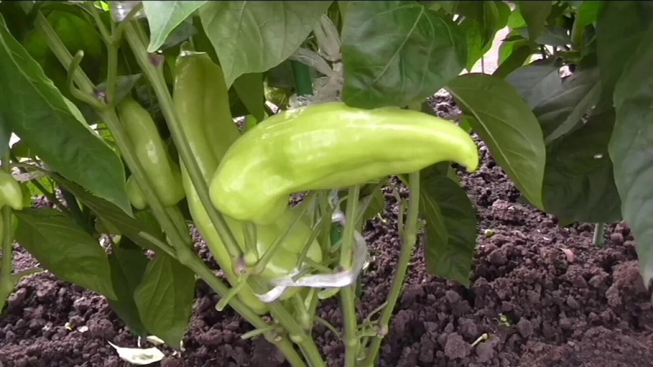 У перцев листья обрывать. Пасынки у перца. Куст перца Геркулес. Надо ли обрывать листья у перцев.