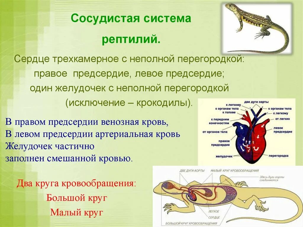 Кровеносная система система пресмыкающихся. Сердце у пресмыкающихся трехкамерное с неполной перегородкой. Пресмыкающиеся кровеносная система 7 класс. Филогенез кровеносной системы пресмыкающихся. Строение кровеносной системы у пресмыкающихся