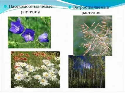 Какой признак не характерен для анемофильных