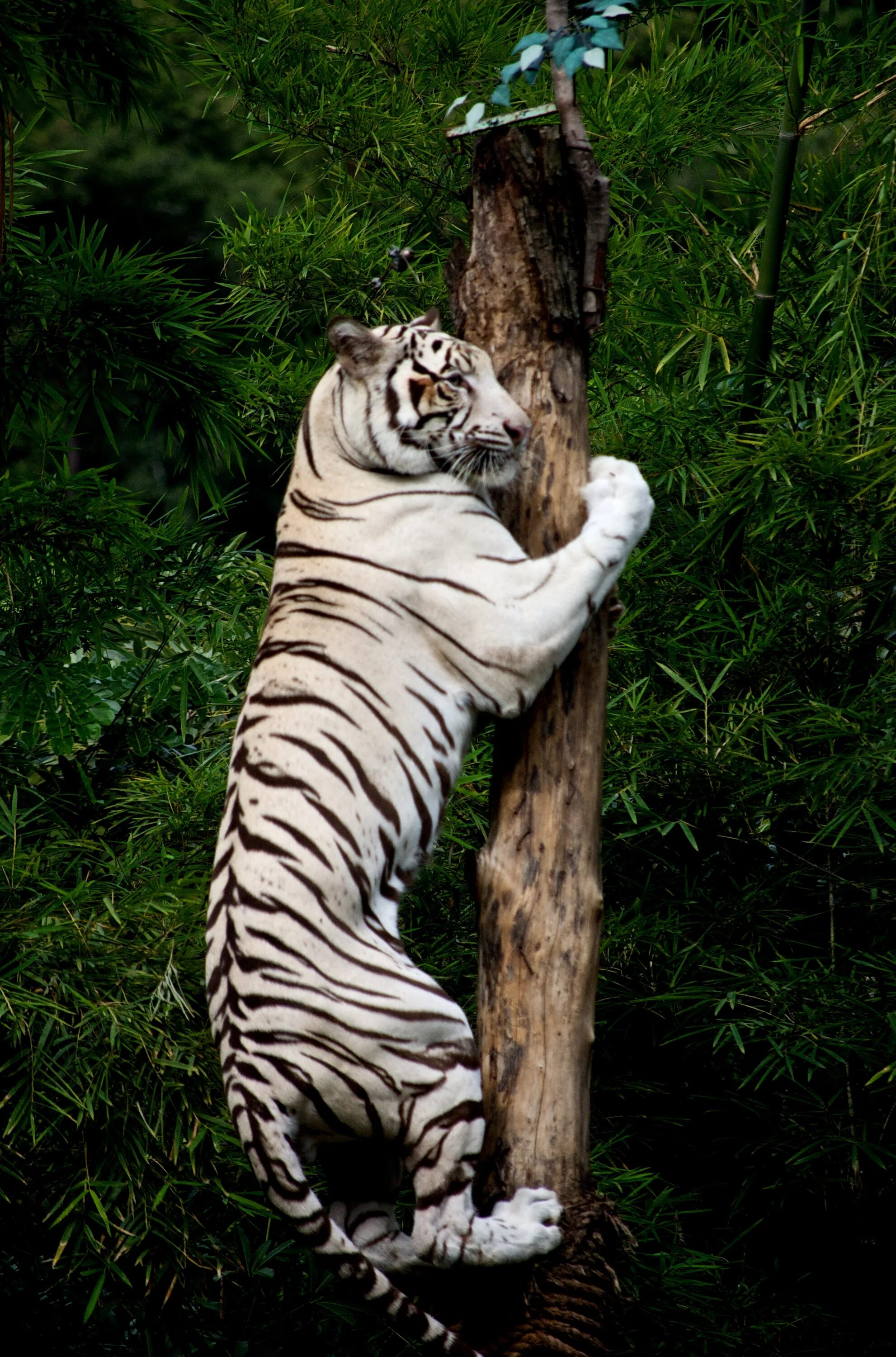 Tree tiger