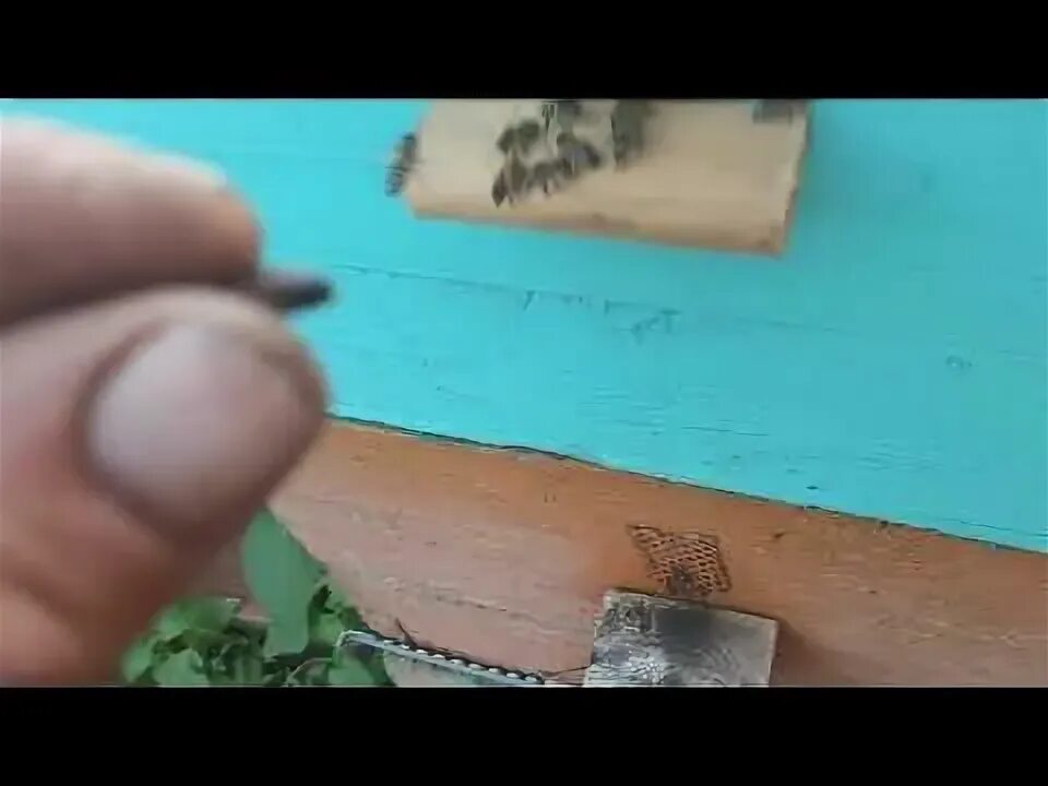 Диаметр летка в скворечнике для скворцов. Под летком. Леток для пчел. Теремок теремок скворечник. Леток для улья.