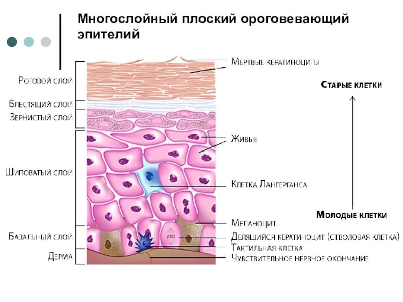 Клетки находятся в эпидермисе