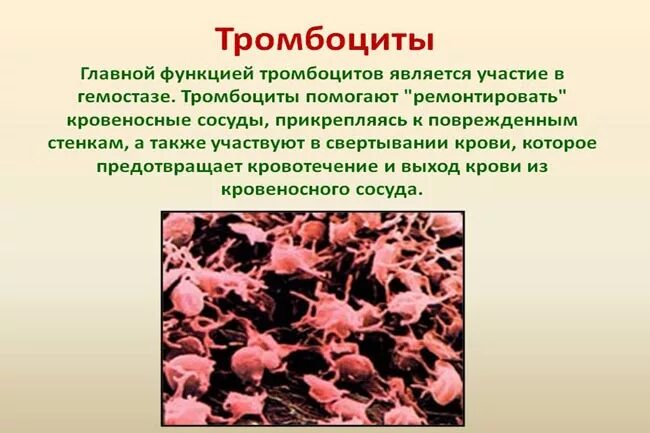 Тромбоциты понижены причины. Снижение тромбоцитов в крови. тромбоциты у здорового человека. низкие тромбоциты. 6изкийе тромбоциты в крови.