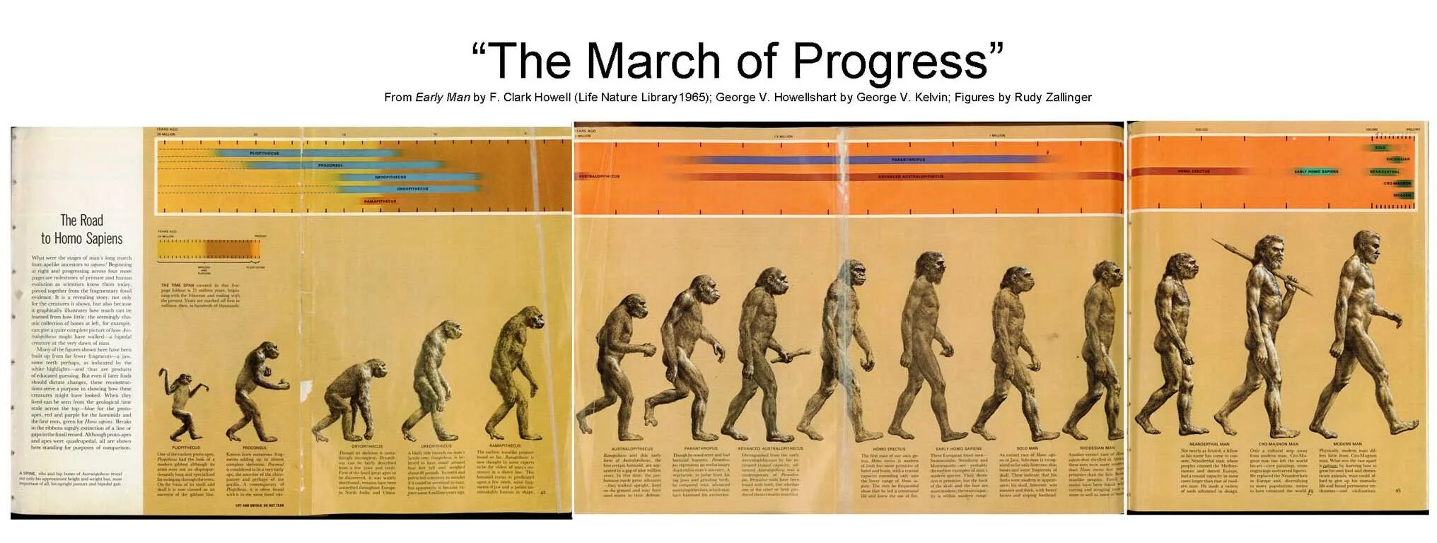 Развитие прогресс эволюция. Эволюция человека хомо сапиенс. Таймлайн Эволюция человека. Хронология развития человечества. Хронология от обезьяны до человека.