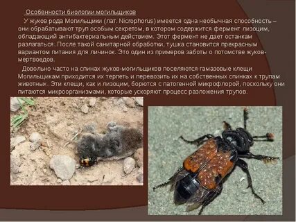 Опасны ли для человека жуки