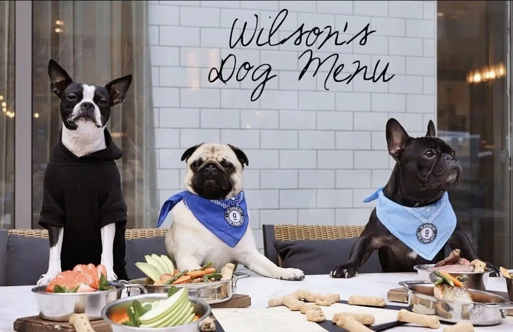 Pet friendly booking funny names different tactics. Собака в ресторане. pet-friendly кафе. dog friendly кафе. дог френдли кафе москва.