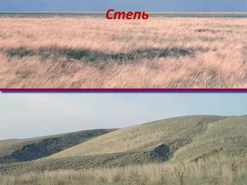 Природные зоны земли степи. Видовое разнообразие степи. Почвы степи. Природная зона степь почва.