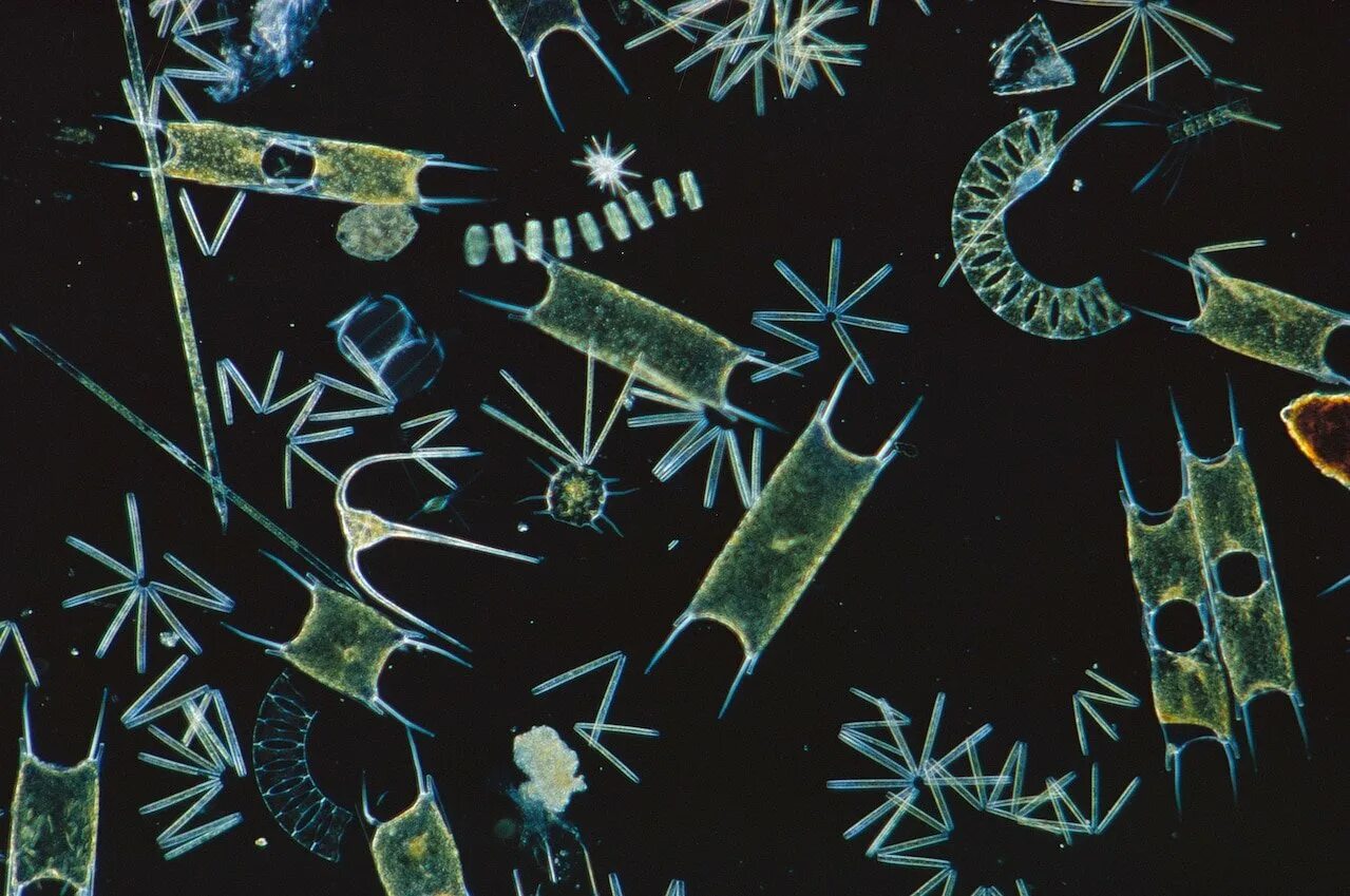 Фитопланктон водоросли. Планктонные водоросли фитопланктон. Синезеленые водоросли фитопланктон. Планктон фото. Фитопланктон Синеко.