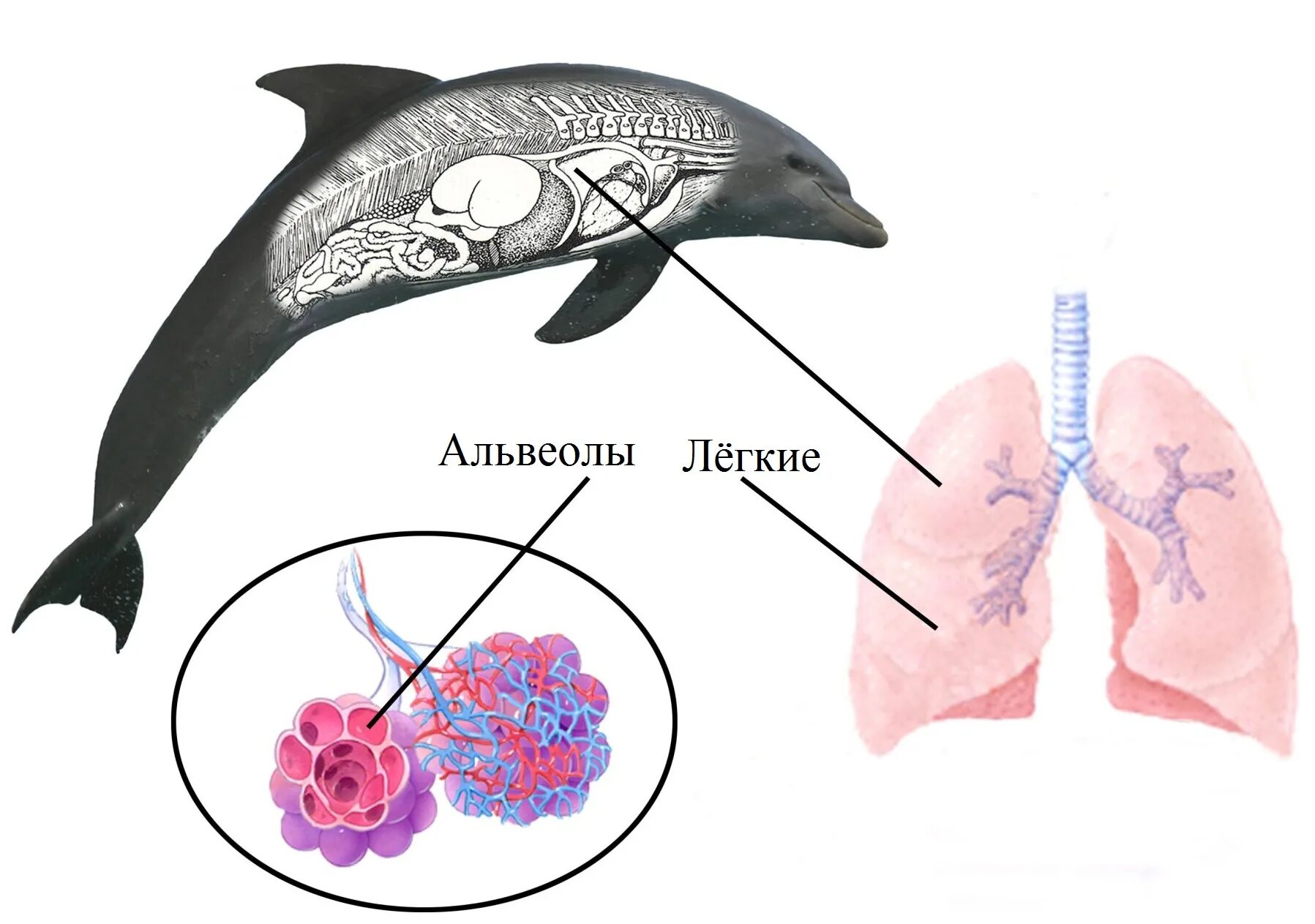 Дыхательная система морских млекопитающих схема. Дыхательная система морских млекопитающих китообразных. Строение дыхательной системы морских млекопитающих схема. Дыхательная система дельфина схема.