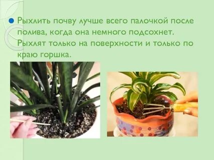 Сообщение роль рыхления для растений