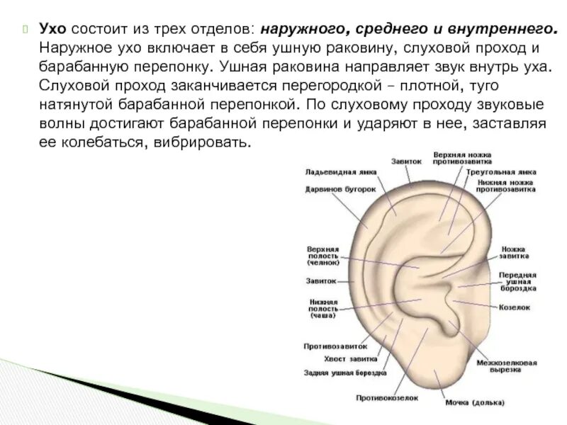 Наружное ухо человека состоит из. Ухо состоит из трёх отделов. Ухо состоит из трех отделов: наружного, среднего, внутреннего.. Ухо СОСТОИТТИЗ.