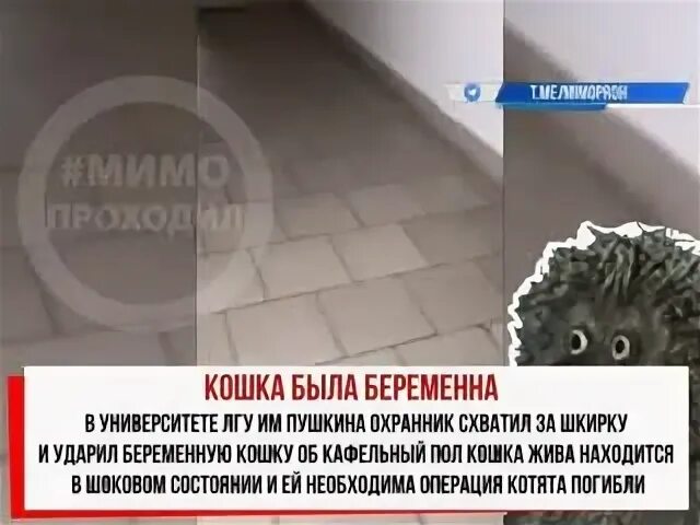 Ударила беременную. Котёнок ударился головой об пол. сосед пнул беременную кошку. стихотворение пнул кошку.
