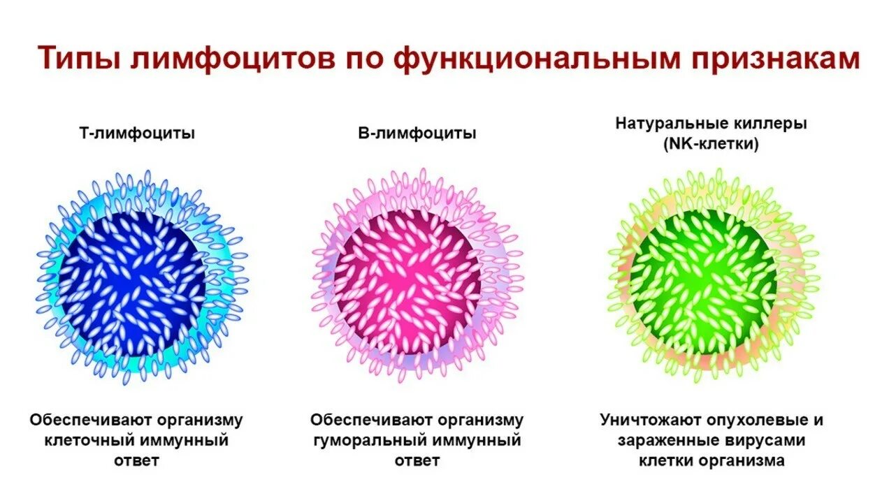 Строение т лимфоцитов гистология. Лимфоцит строение клетки. Лимфоциты строение. Лимфоциты строение и функции. Действия лимфоцитов