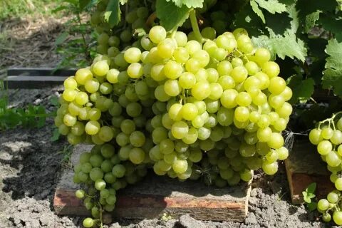 Песня золотой виноград слушать