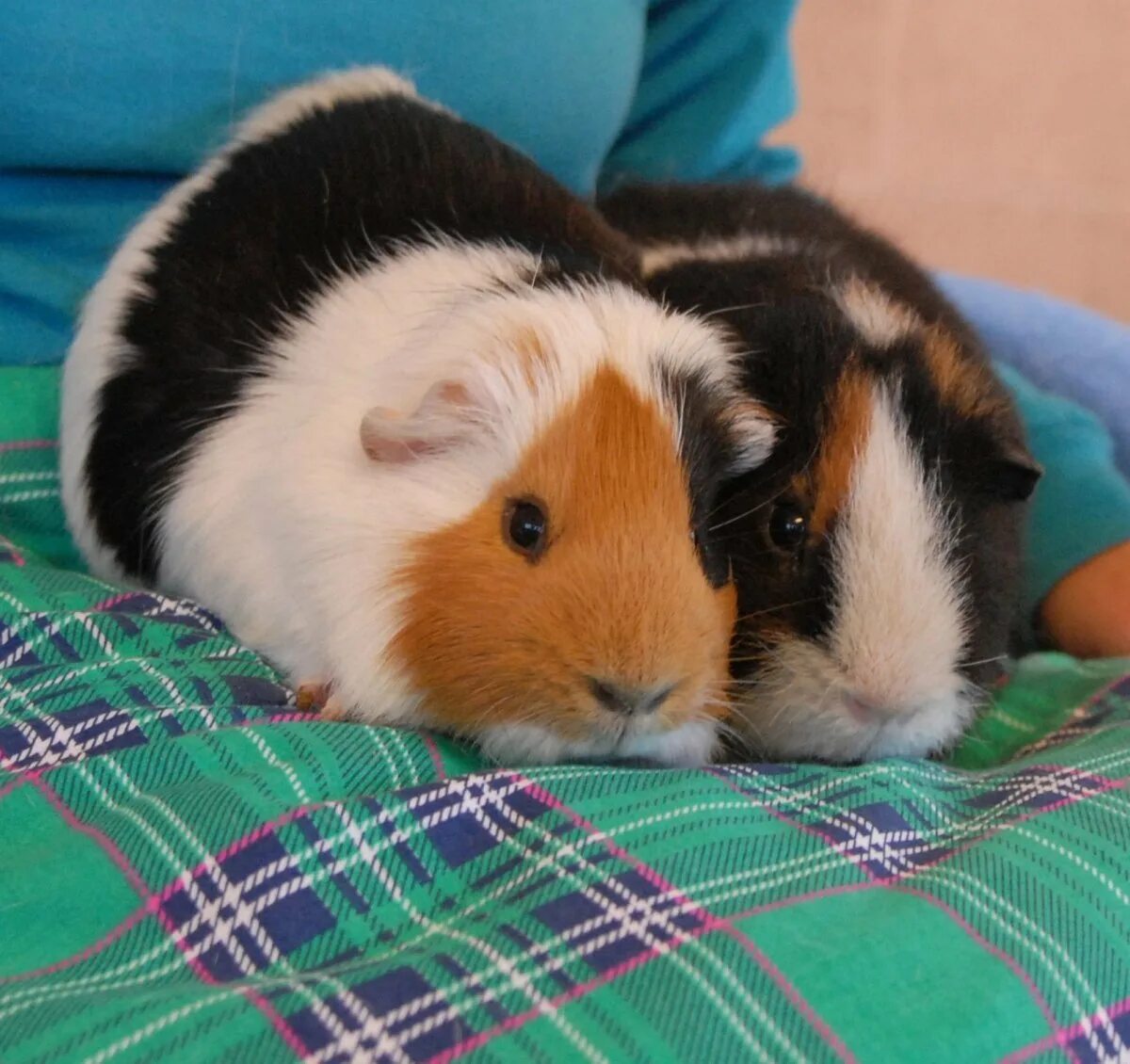 Морские свинки электризованные. Дрессировка морских свинок. Абщхда морская свинка. Дрессированная морская свинка. Морские свинки электризованные.