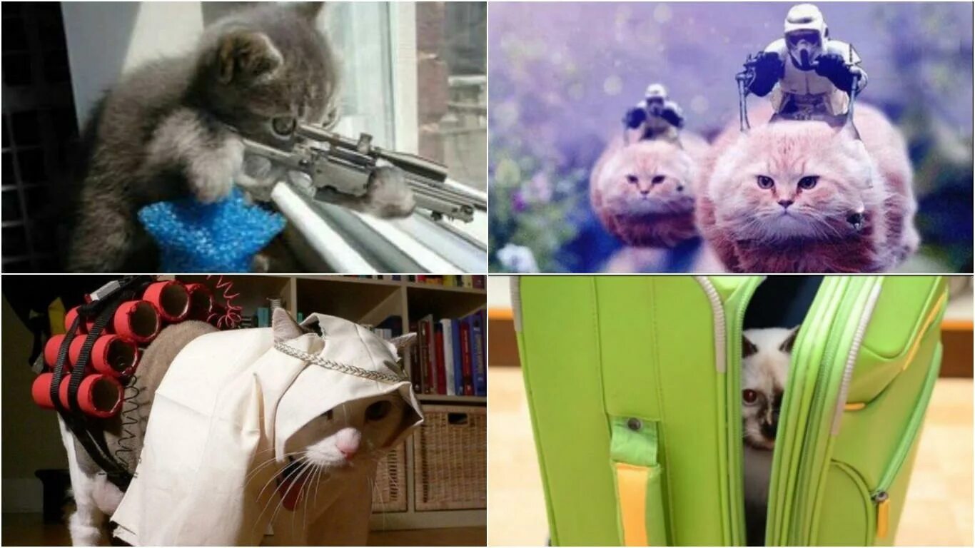 Кот телеграмм канал. Кот телеграмм канал. Кот телеграмм канал. Кот телеграмм канал. Обои на телефон с шутками.