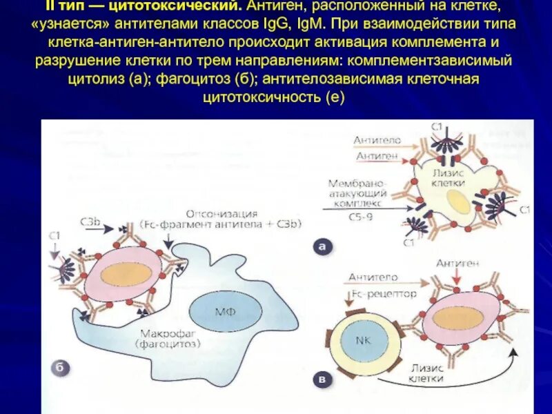 Клеточные антигены. II Тип цитотоксический антиген. Комплемент-зависимый цитолиз. Цитотоксический Тип аллергии. Антигены цитотоксического типа аллергической реакции.
