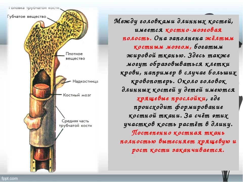 Костная ложа