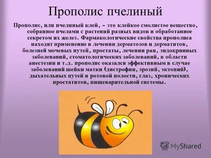 Прополис что это и для чего используется