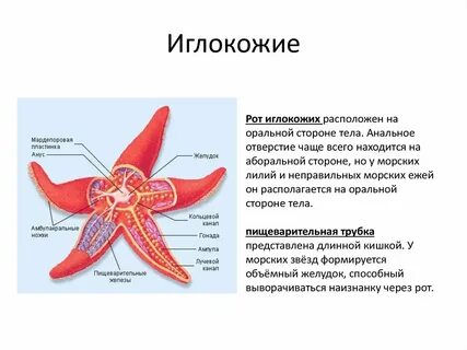 Морские строения