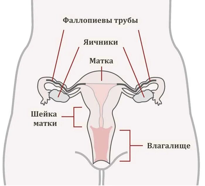 Где находится матка у девушки. Матка шейка трубы яичники. расположение матки и яичников. матка схема. матка и маточная труба схема.