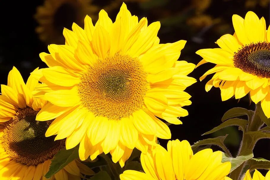 Подсолнечник соцветие. Подсолнух Гелиантус. Helianthus annuus Sunflower. Подсолнух (Гелиантус) Санрич оранж. Гелиантус (подсолнечник обыкновенный) однолетний.