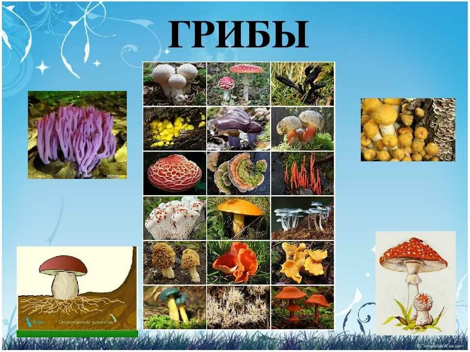 Проект биология 5 класс разнообразие живых организмов