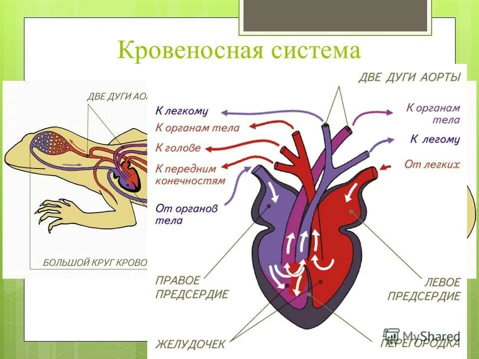 Перегородка в сердце у земноводных