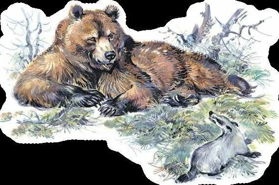Рассказ сладкова медведь. Сладков барсук и медведь. Медведь и солнце Сладков иллюстрации. SS медведи Сладков.