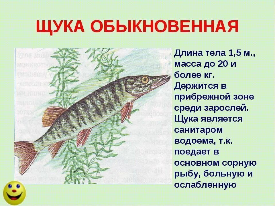 Известно что обыкновенная щука. Сообщение о щуке. Щука описание. Доклад про щуку. Щука краткое описание.