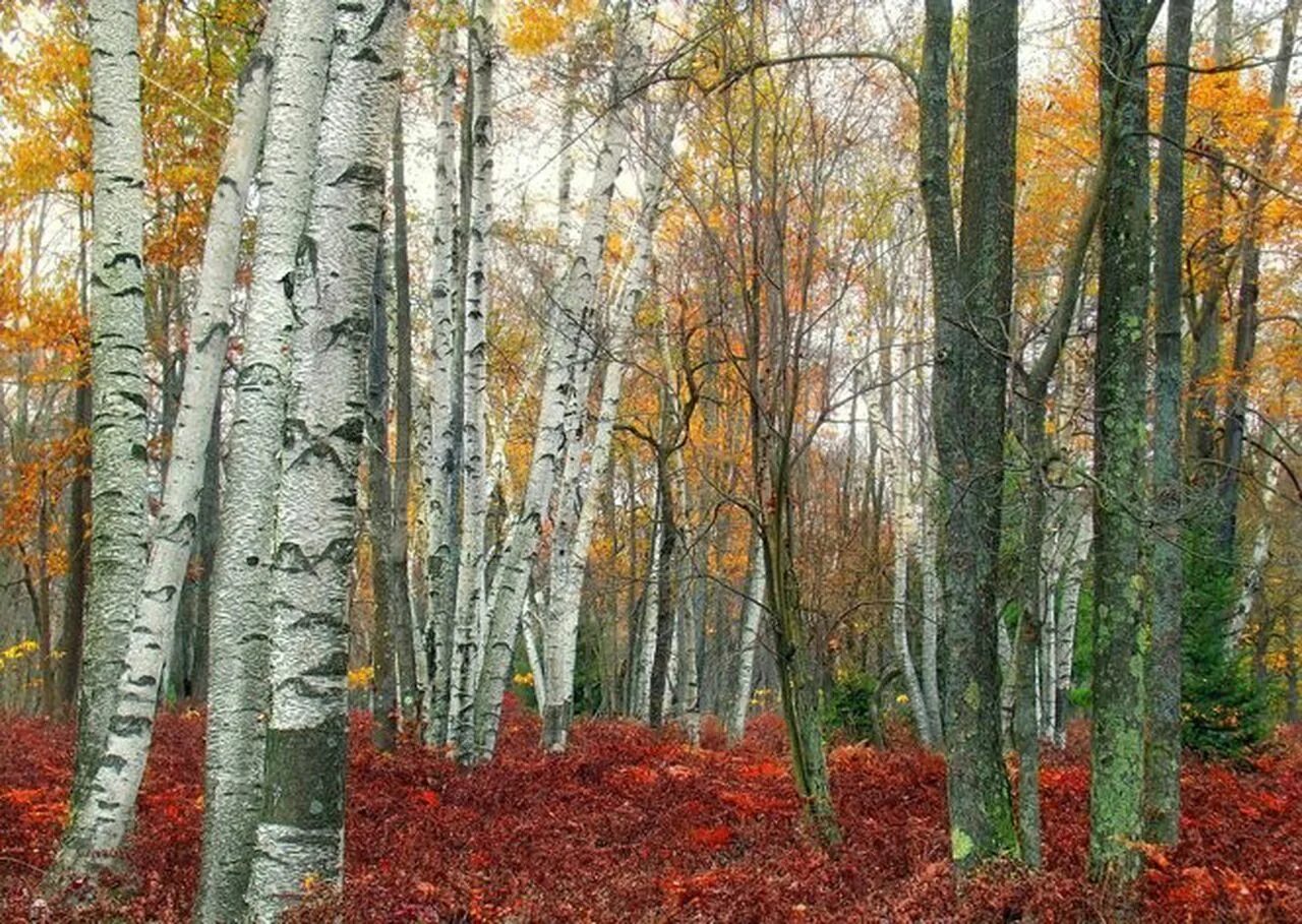 Березово-осиновый лес. Березово осиновые леса. Осиново Березовая роща. Березово- Осинный лес осенью. Какие отношения складываются между осиной и березой