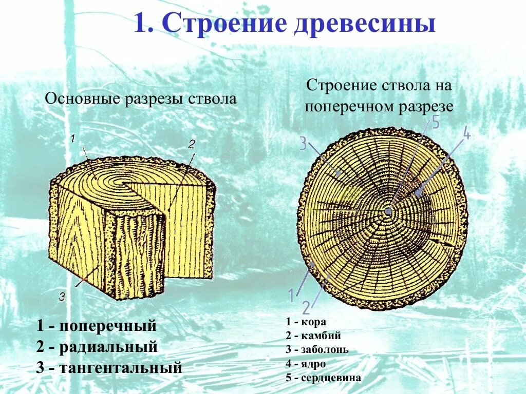 Элементы леса перечислить. Строение поперечного среза древесины. Макроструктура древесины поперечный срез. Строение древесины продольный и поперечный срез ствола. Структура древесины камбий.