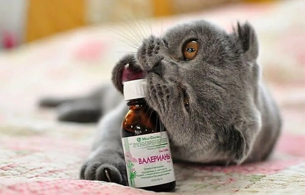 Можно коту таблетку валерьянки. Коты и валериана. Валерьянка. Валерьянка фото. Валерьянка для кошек.