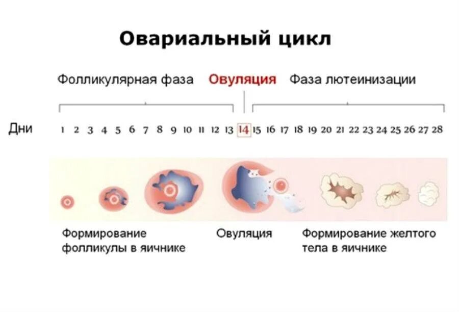 Как происходит оплодотворение ребенка. Фазы овариального цикла. Фазы овариально менструационного цикла. Овуляция анатомия кратко. Цикл яйцеклетки по дням цикла.