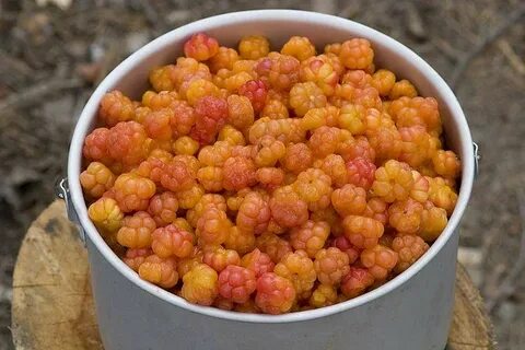 Морошка магазин