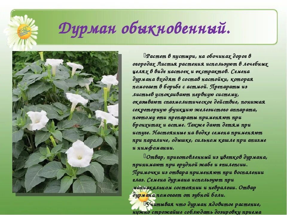 Дурман диман текст. Дурман фата-моргана цветы. трава дурман обыкновенный. дурман вонючий. дурман обыкновенный лечебное растение.