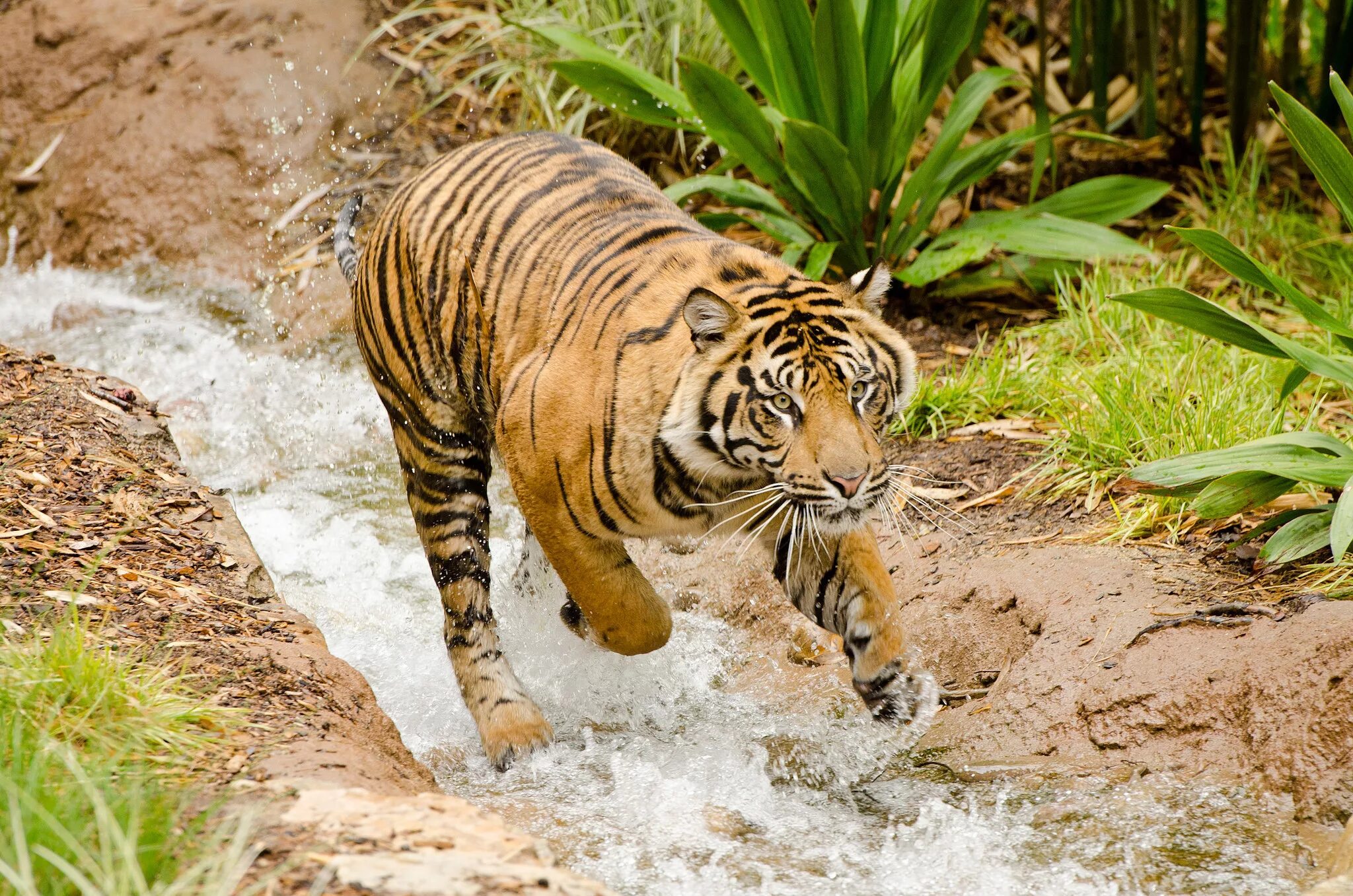 Тигр бежит. Тигры фото красивые. Тигр купание. Тигр на берегу.