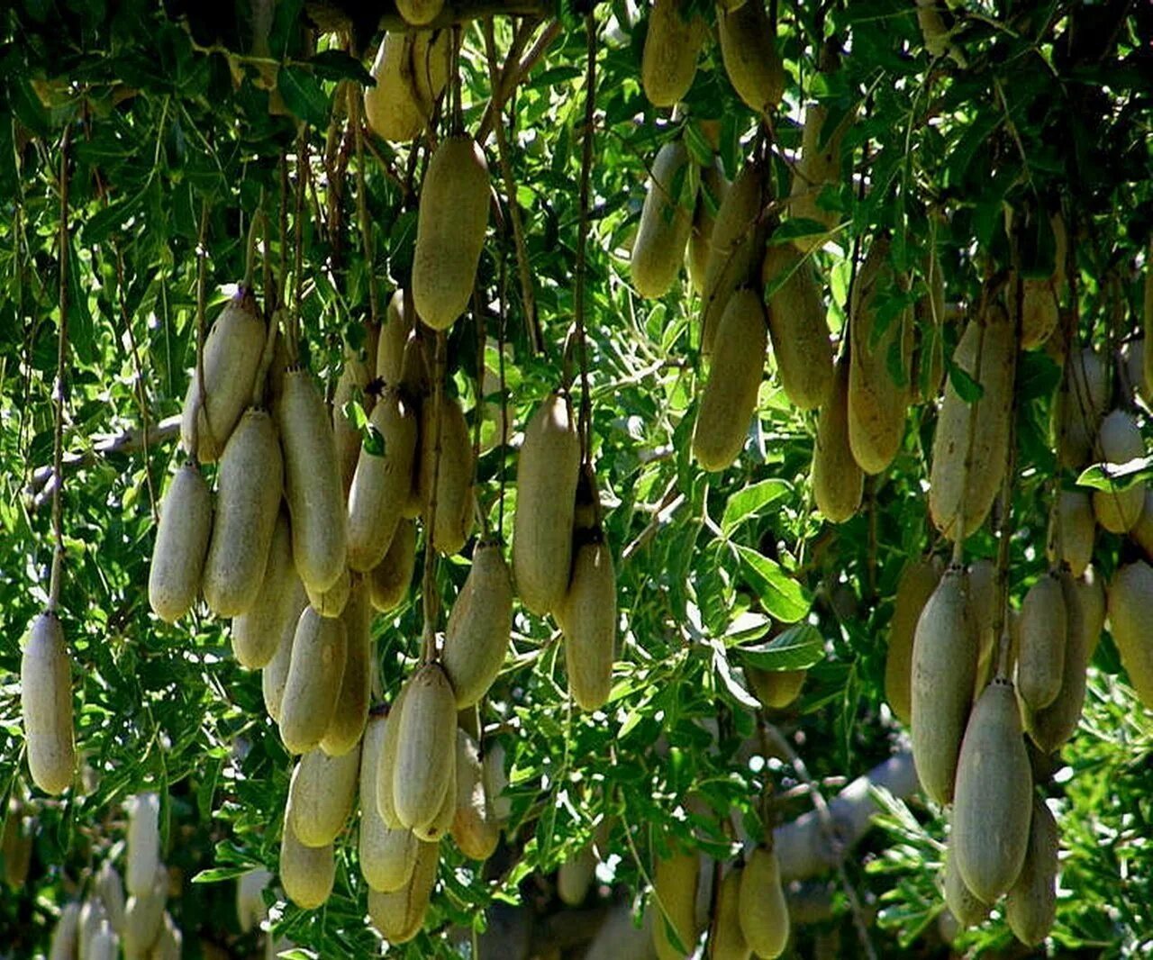 Колбасное дерево. Колбасное дерево. Кигелия колбасное дерево. Кигелия африканская дерево. Колбасное дерево.