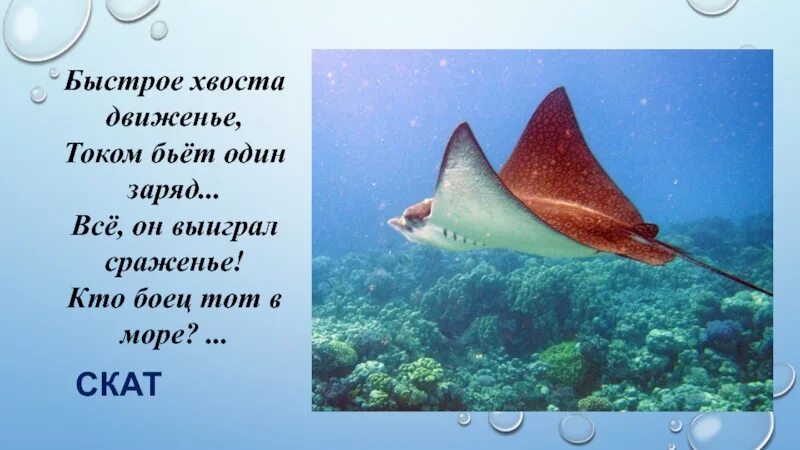 Найти слова скат. Загадка про ската. Морские загадки. Загадки про морских обитателей. Жители океана для детей загадки.