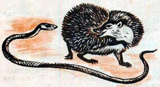 Ежик ест змею. Ежик и змея. Ежик и змея. Ежи и змеи. Ежик и гадюка.