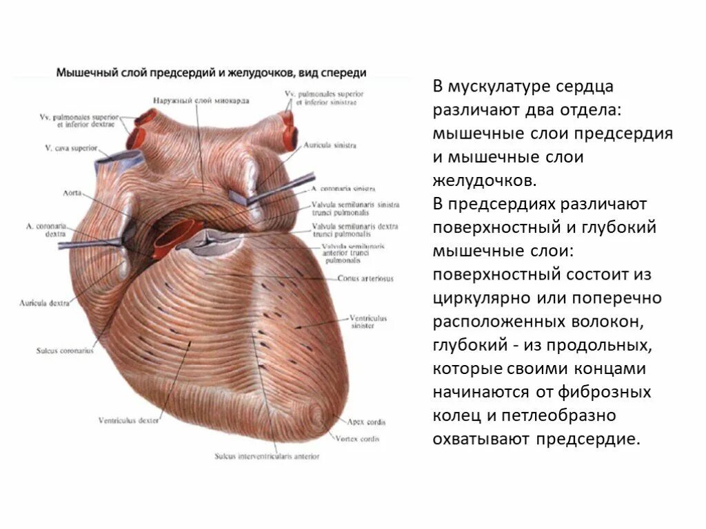 Слои миокарда предсердий и желудочков. Сердечная мышца вид спереди схема. Слоев миокарда предсердий и желудочков сердца.. Мышечные слои предсердий. Предсердие желудка
