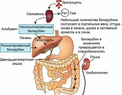 Билирубин общий 6 1