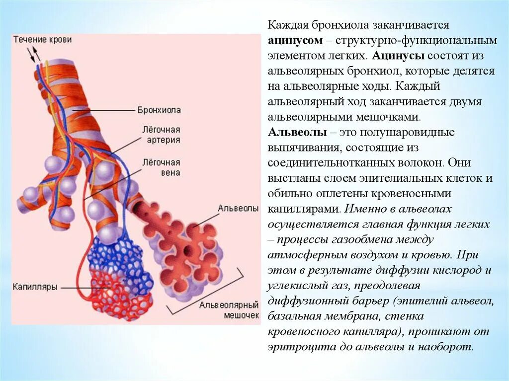 Поступление воздуха в кровь. Терминальные и дыхательные бронхиолы. Структура легкого ацинус. Структуры легочного ацинуса. Терминальных бронхиол ткань.