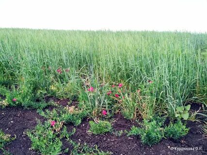 Сорные растения в посевах