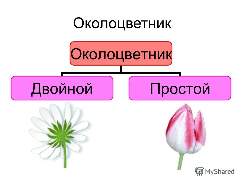 Какой околоцветник у растений