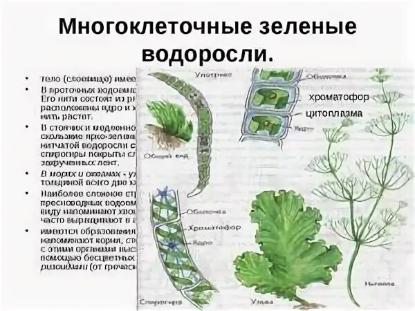 Клетка многоклеточных водорослей. Строение многоклеточных зеленых водорослей. Строение многоклеточных зеленых водорослей 6. Многоклеточные слоевищные водоросли. Строение многоклеточных водорослей 6 класс.